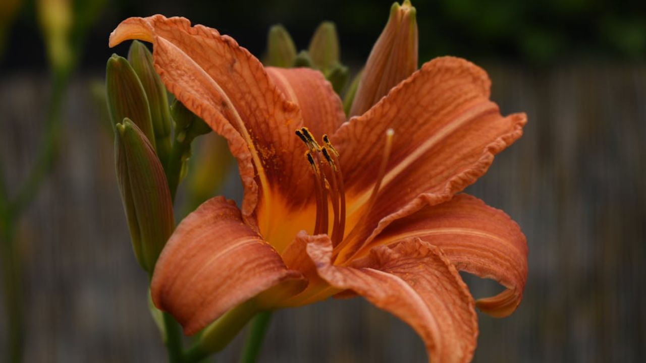coit tower daylily