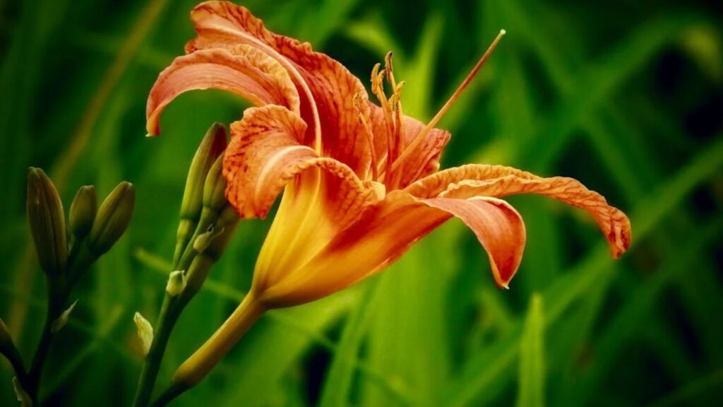 Caring for Your Coit Tower Daylily