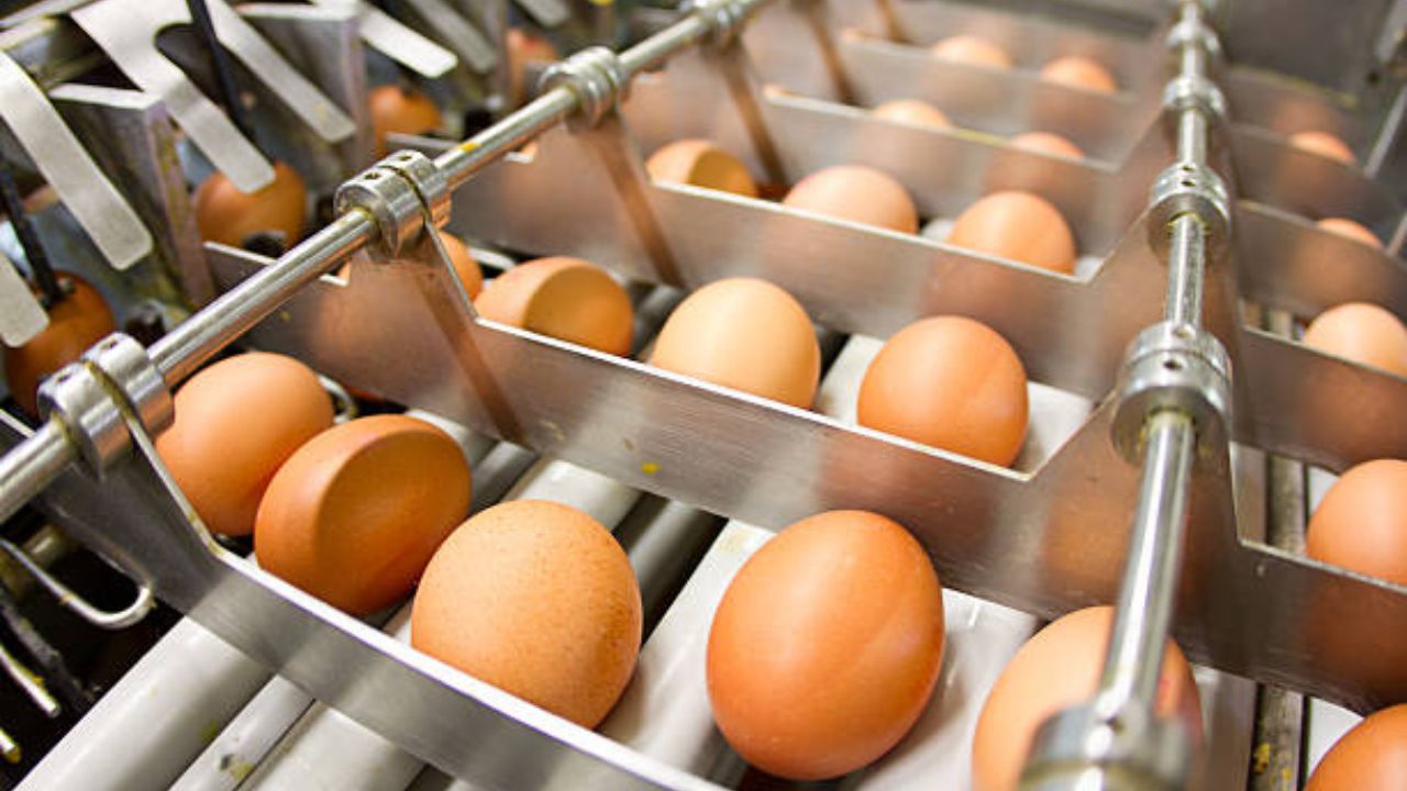 Egg Washing Machines