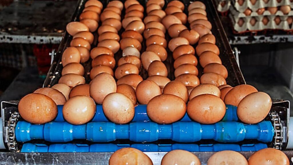 How an Egg Cleaning Machine Works