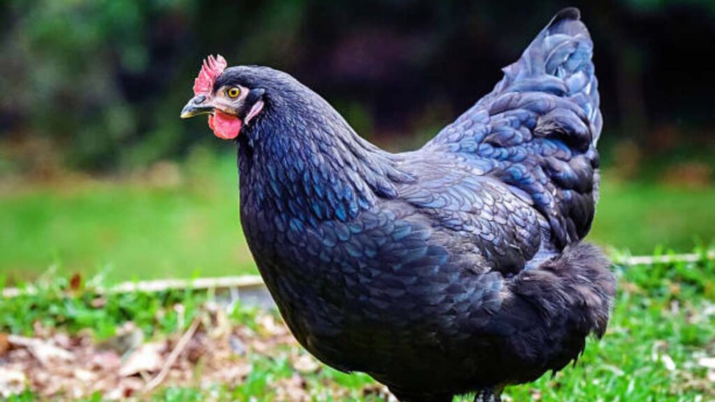 Blue Star Chicken Explained