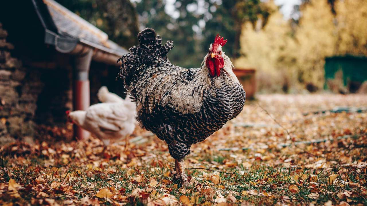Blue Star Chicken Explained_ What Makes It Truly Special