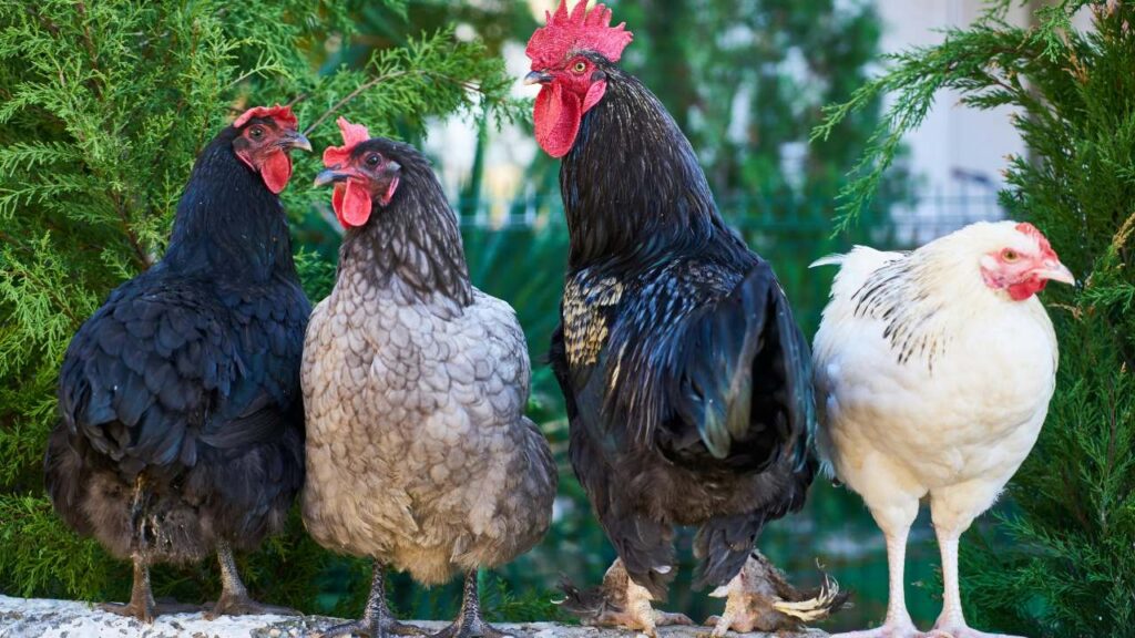 Poultry Farming Future